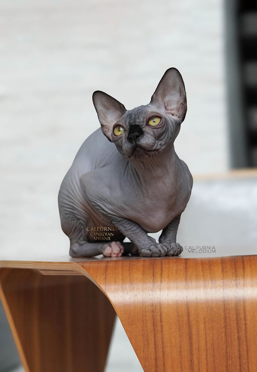 Canadian Sphynx cat sitting on a wooden surface, showing hairless skin and large upright ears.
