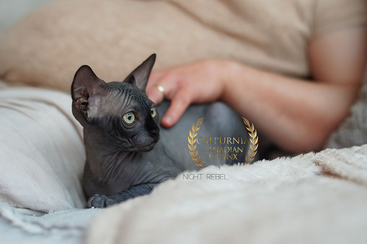 Black Canadian Sphynx cat resting on a soft blanket indoors, with a person’s hand gently beside it.