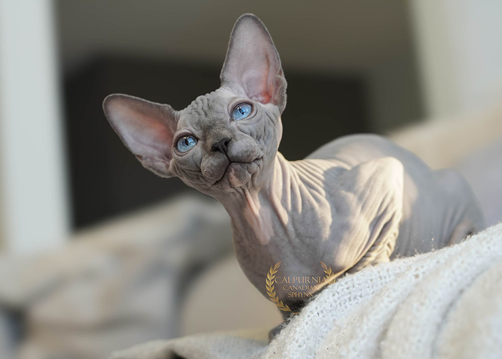 Blue-eyed Canadian Sphynx cat from a responsible breeder in Finland, raised in a genetically diverse line to support long-term cardiac health and reduce HCM and homozygosity risks.
