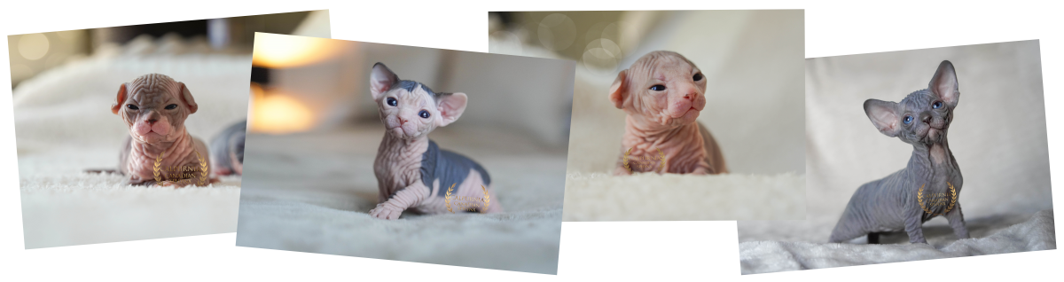 Canadian Sphynx kittens representing Calpurnia’s breeding excellence, photographed against a soft neutral background – balanced proportions, large open ears, defined cheekbones, expressive lemon-shaped eyes and smooth hairless skin showcasing correct breed type and confident temperament.