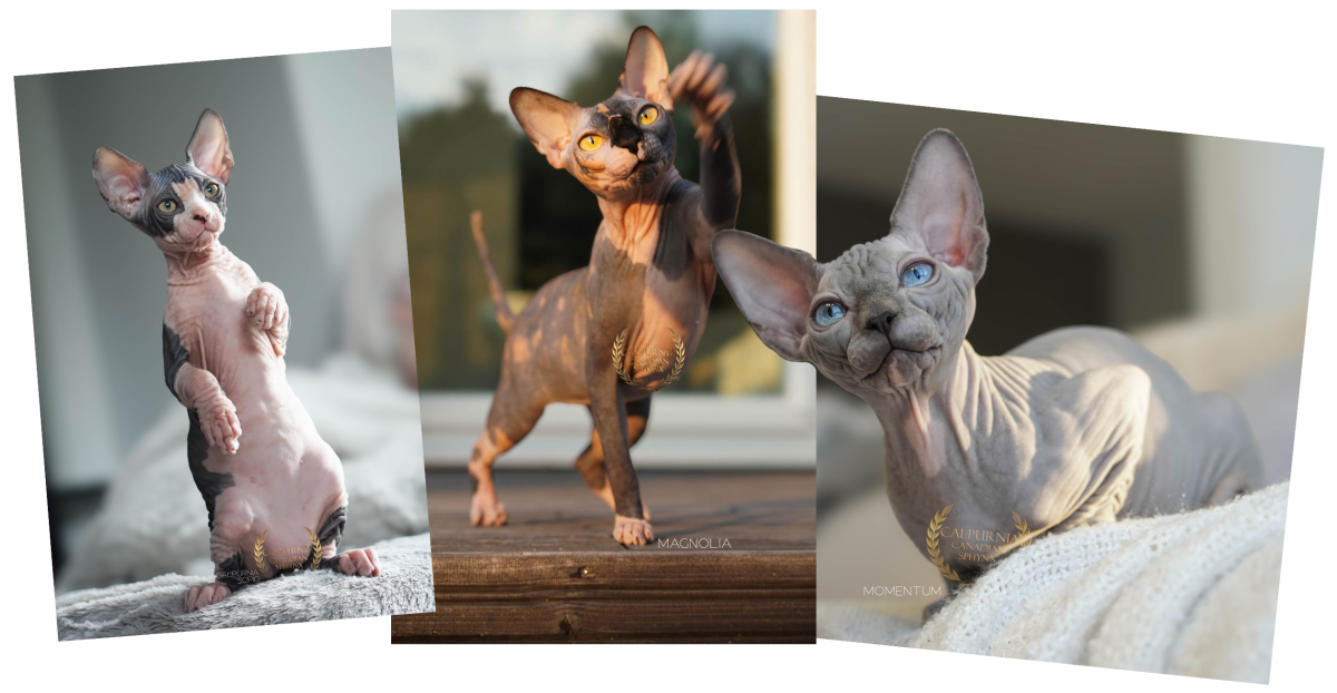 Hairless Canadian Sphynx cats with prominent ears and characteristic skin folds, photographed in natural light.