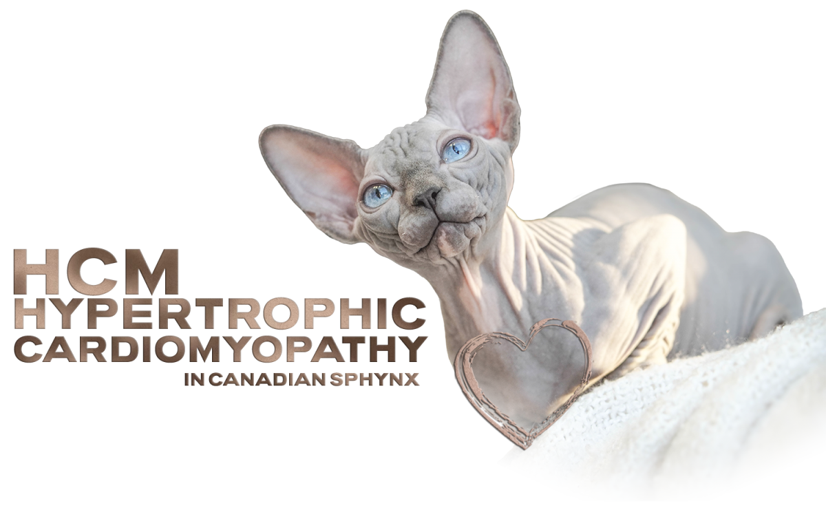 Canadian Sphynx cat with blue eyes lying on a soft surface, showing hairless skin and large upright ears.