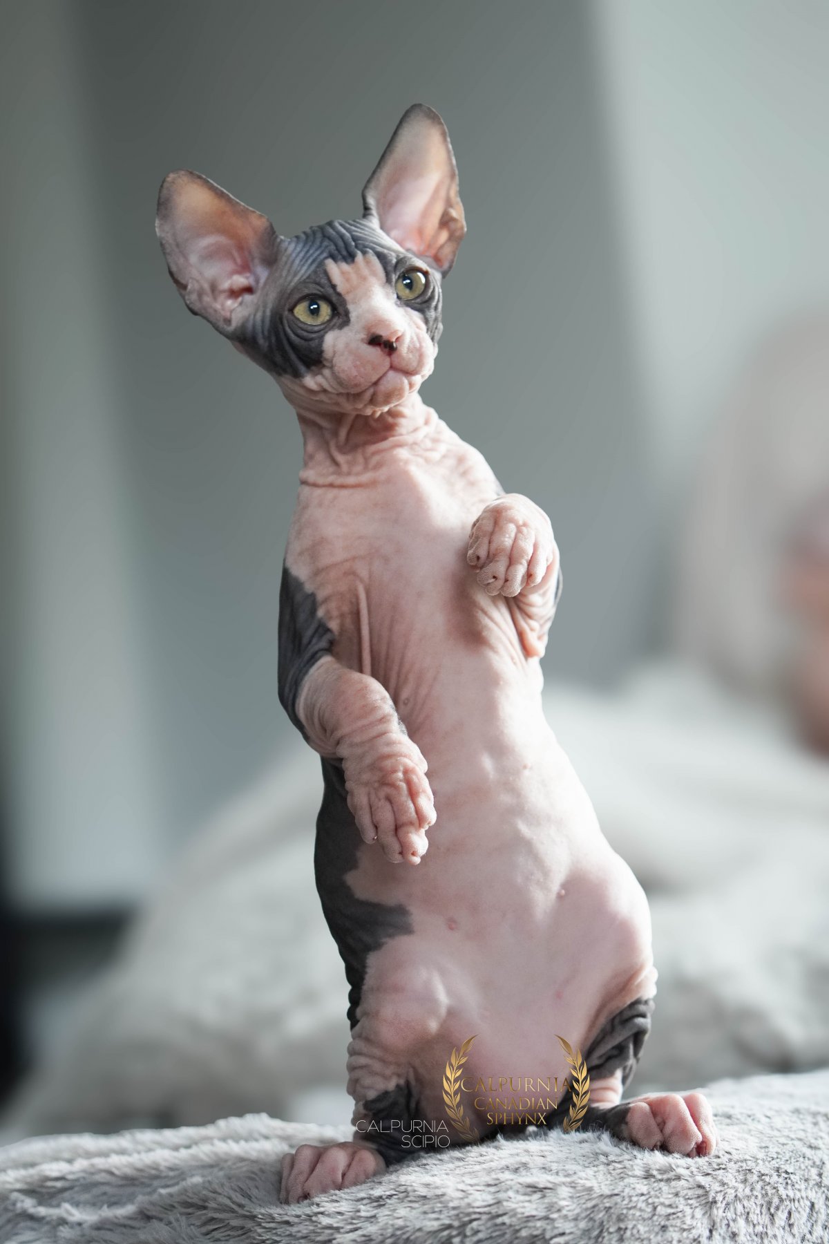 Canadian Sphynx cat standing upright on its hind legs on a soft surface, showing hairless skin and large ears.