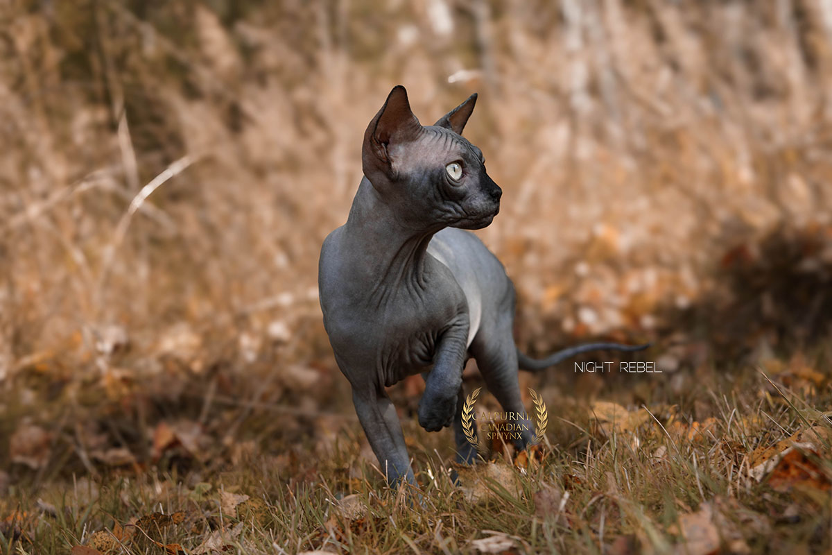 Hairless Canadian Sphynx cat outdoors, illustrating the breed’s characteristic muscular build.