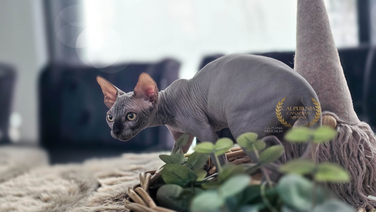 Canadian Sphynx cat in a home environment, showing characteristic hairless skin and large ears.