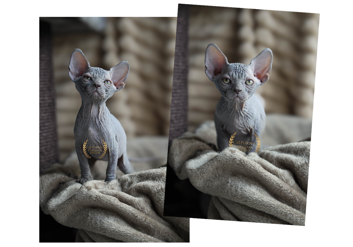 Well-defined Canadian Sphynx kitten with prominent ears and soft wrinkling, seated on a textured blanket.