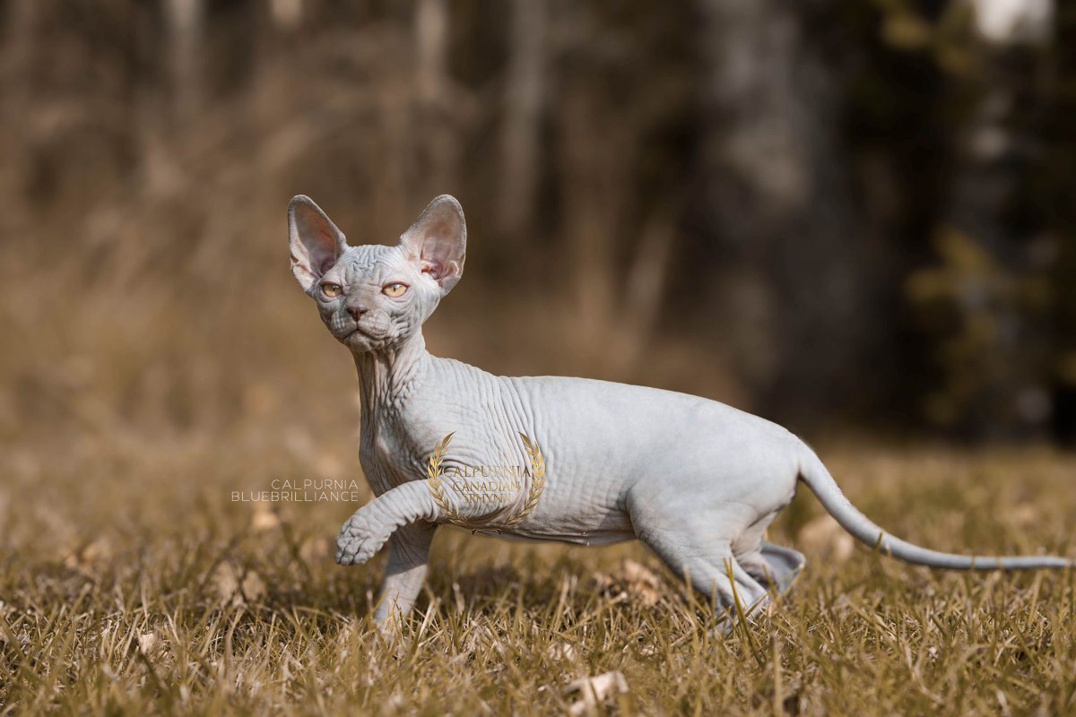 Canadian Sphynx cat walking outdoors on grass, showing hairless skin and upright ears.