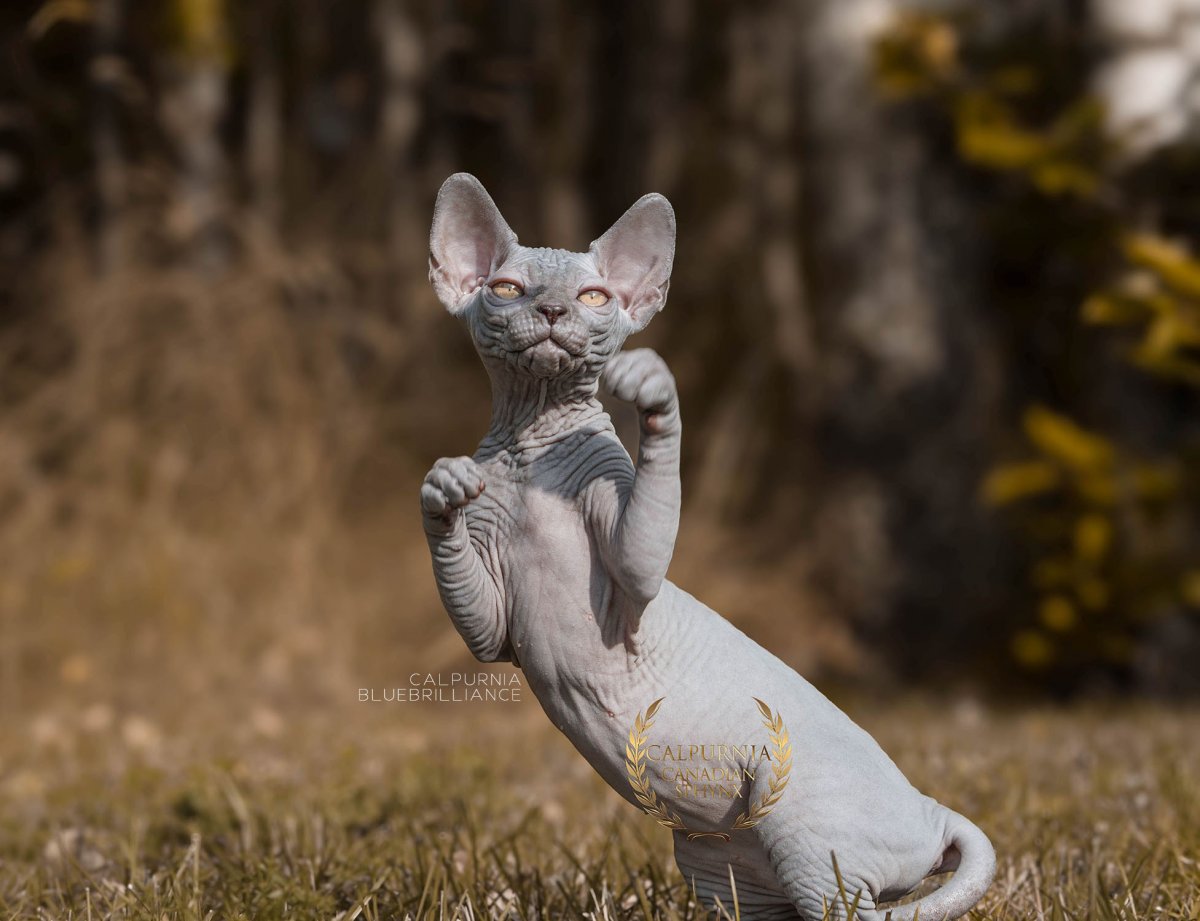 Canadian Sphynx cat standing upright outdoors, showing the breed’s characteristic hairless skin, large ears, and defined muscular structure.