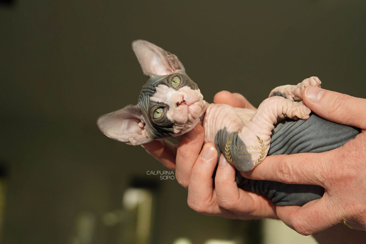 Sphynx kitten being gently held in hands, showing hairless skin and relaxed posture.
